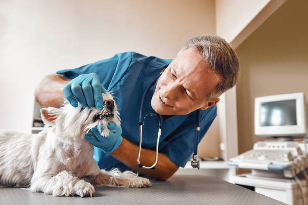 Best Emergency Gum Treatment in Martindale, TX